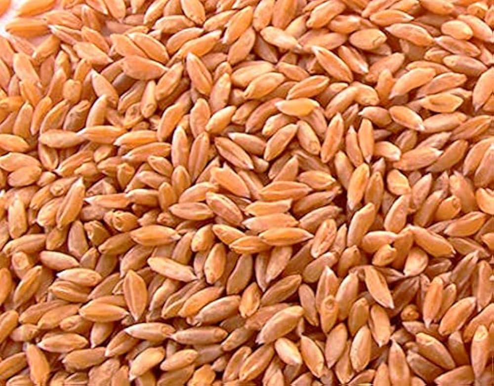 Fresh Wheat Grains